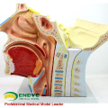 BRAIN03 (12400) Kiefer- und Gesichtschirurgie Anatomische Anatomie Schädel-Hirn-Nervenmodell